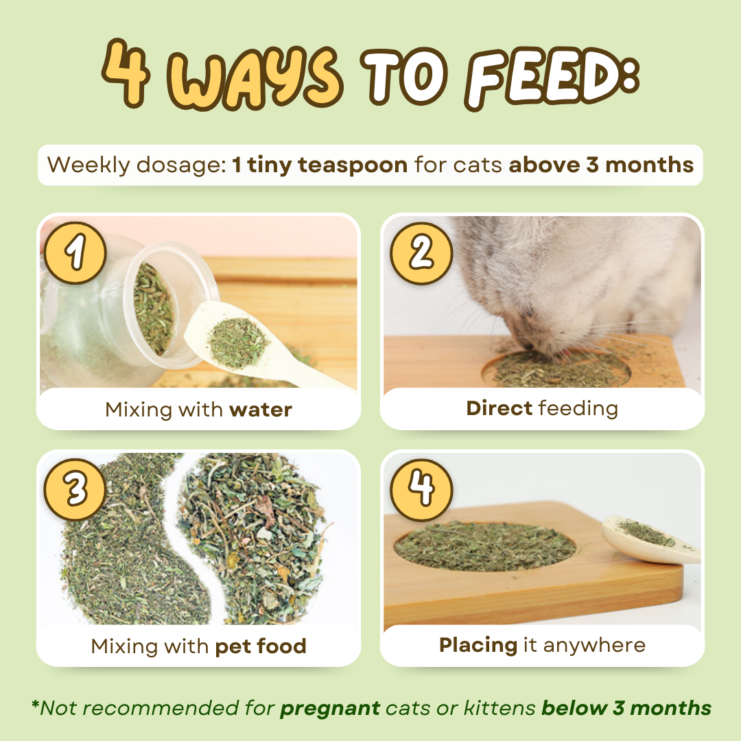 Catnip Tea