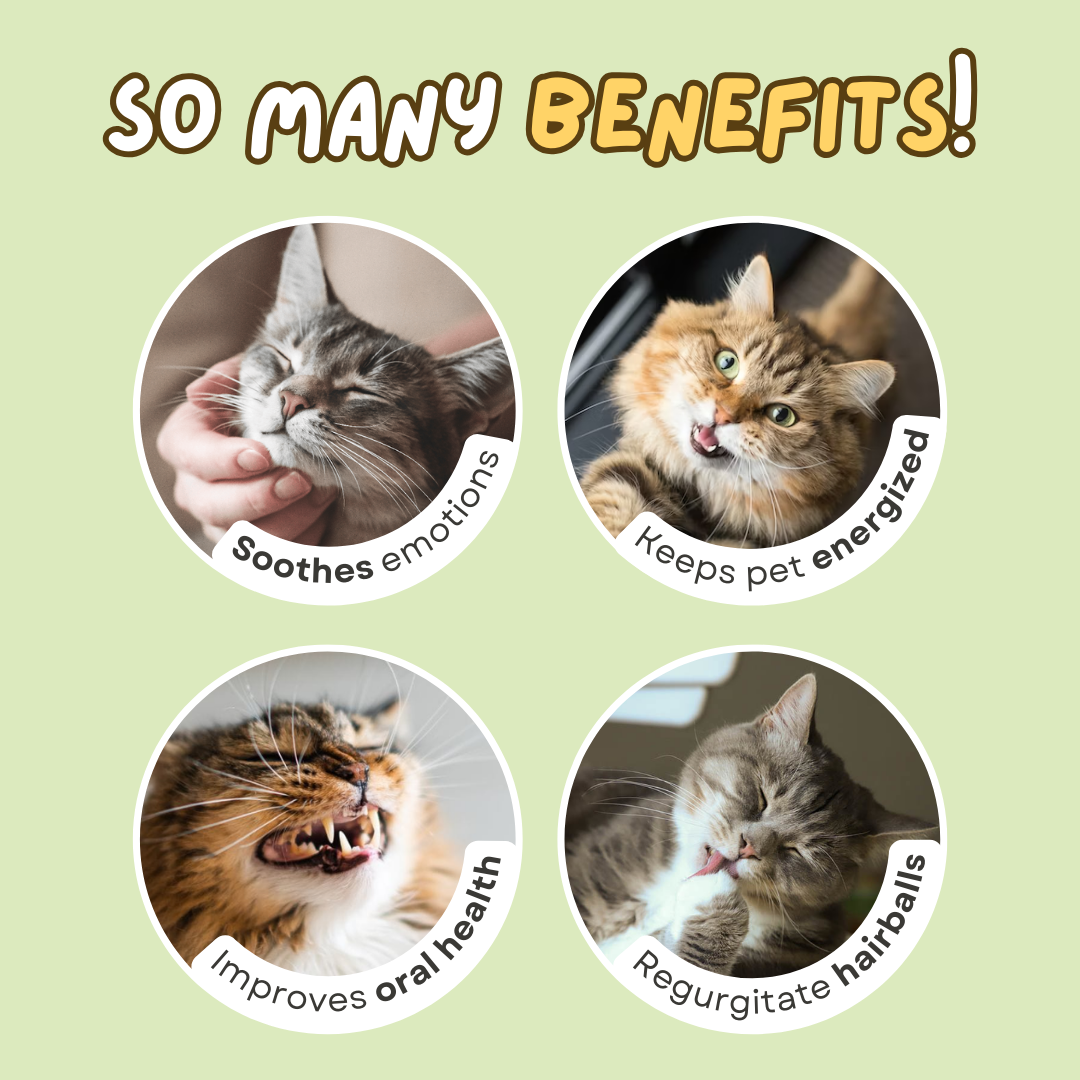 Catnip Tea