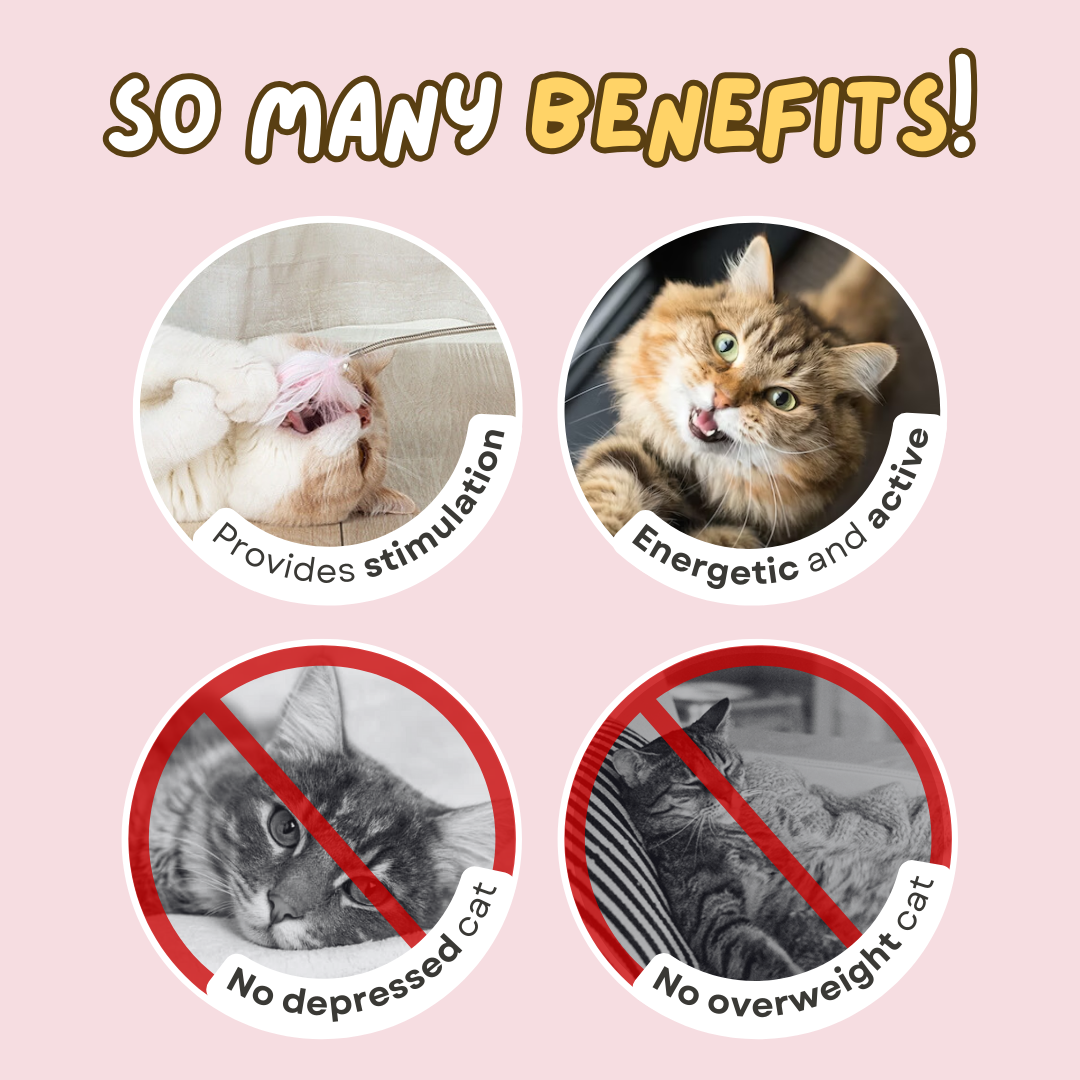 Cat Collar Toy