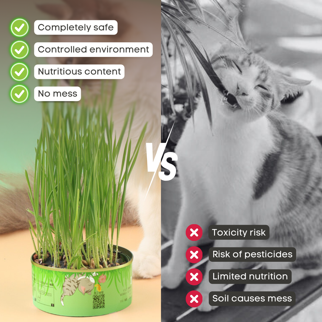 Fresh Canned Grass