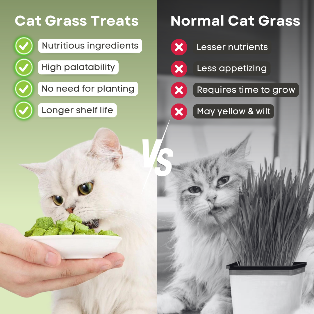 Cat Grass Treat