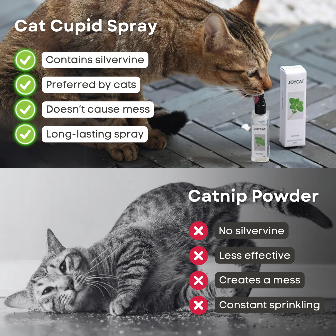 Cat Cupid Spray