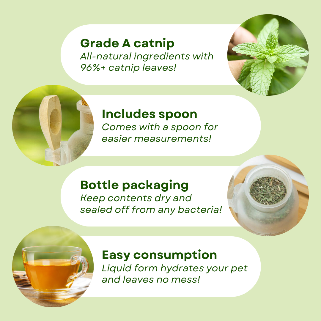 Catnip Tea