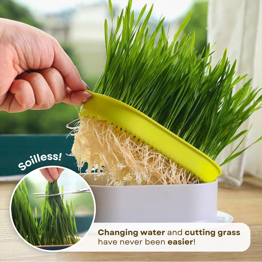 Easy Grass Grower