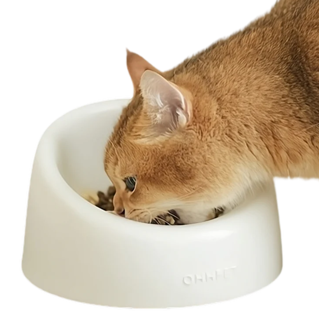 Ceramic Cat Bowl