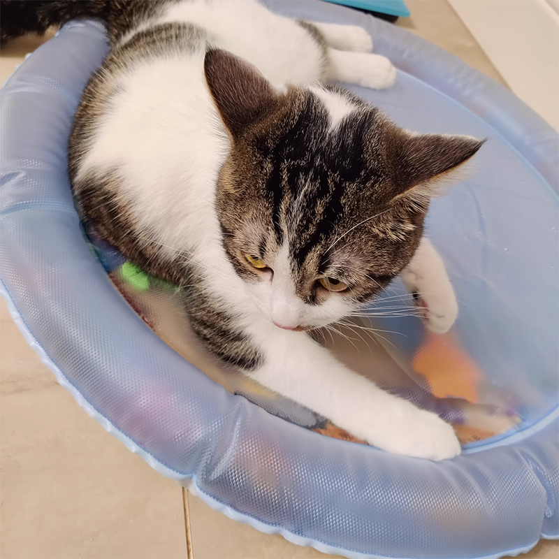 Cat Water Bed 2.0