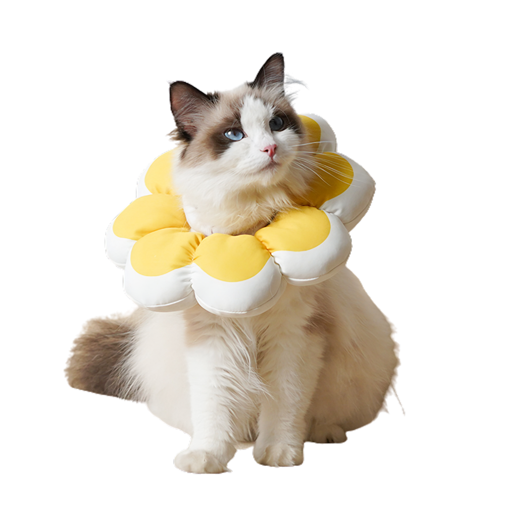 Recovery cone best sale for cats