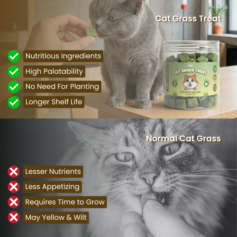 Cat Grass Treat