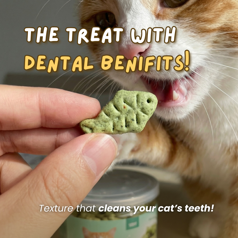 Cat Dental Treat