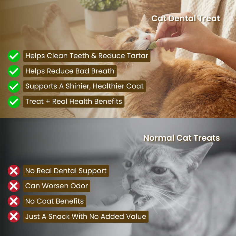 Cat Dental Treat