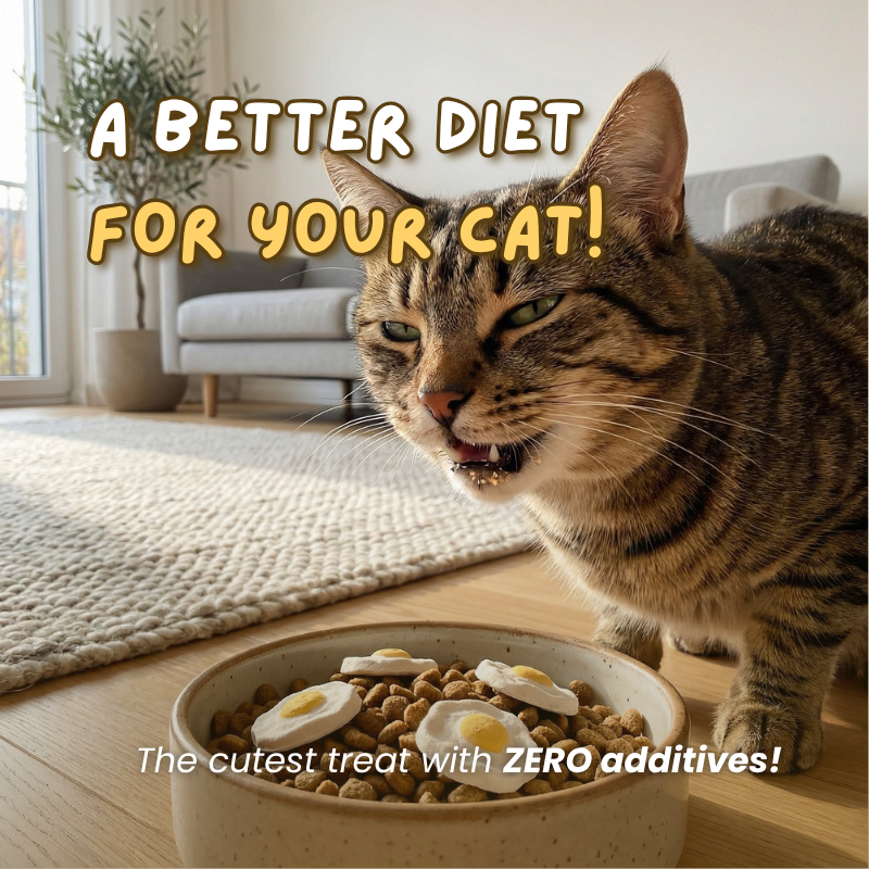 Cat Egg Treats