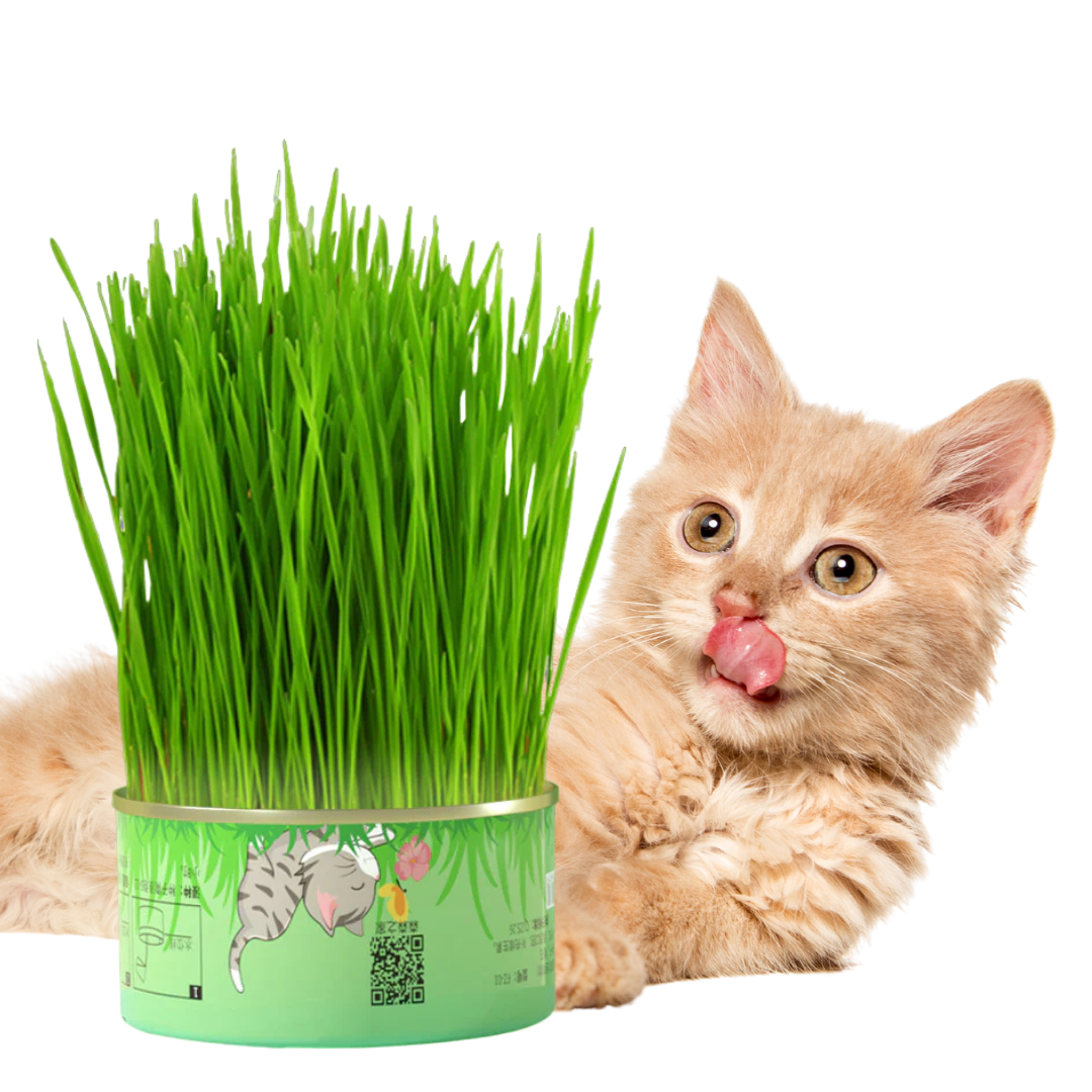 Fresh Canned Grass