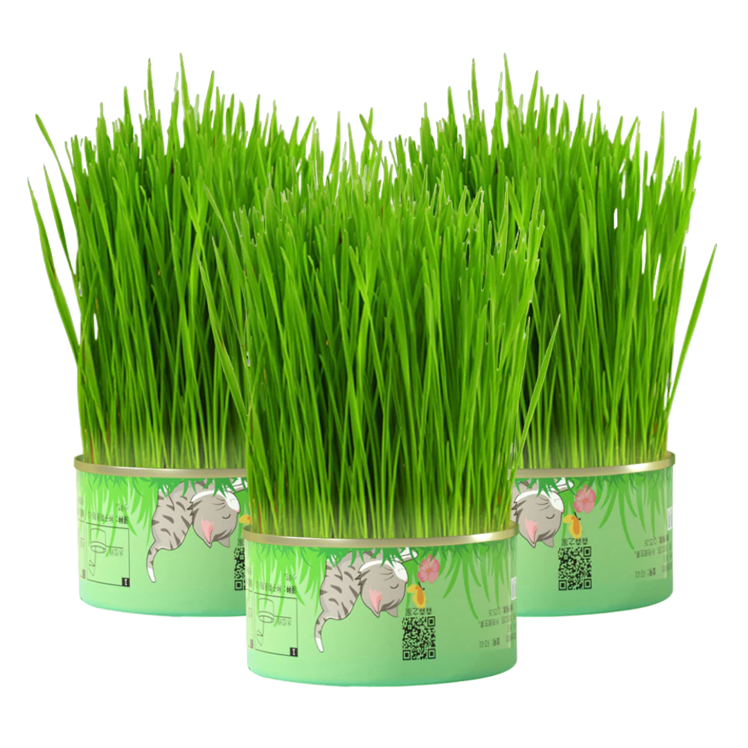 Fresh Canned Grass